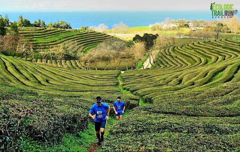 ECOLOGIC TRAIL RUN AZORES 2022 image