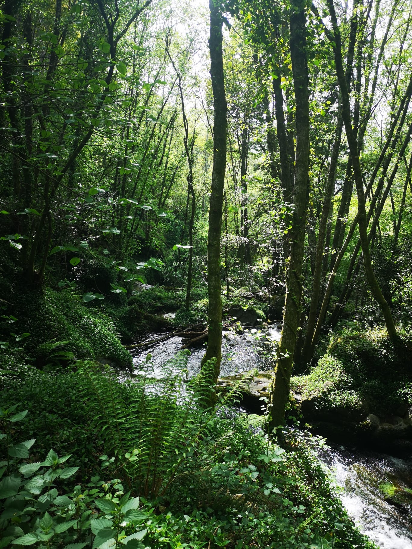 III Trail do Rio Paiva image