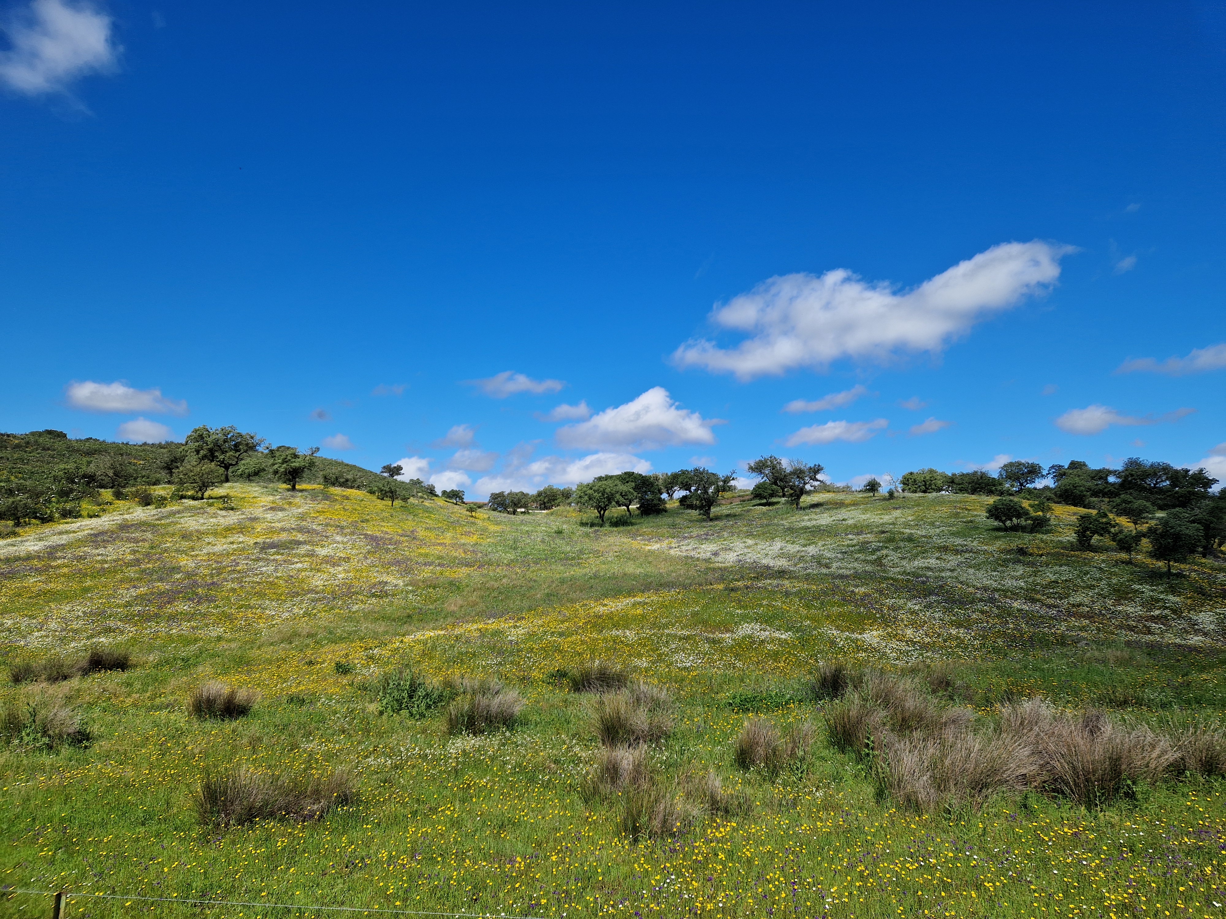 TRAIL RIBEIRA DE LIMAS 2026 image